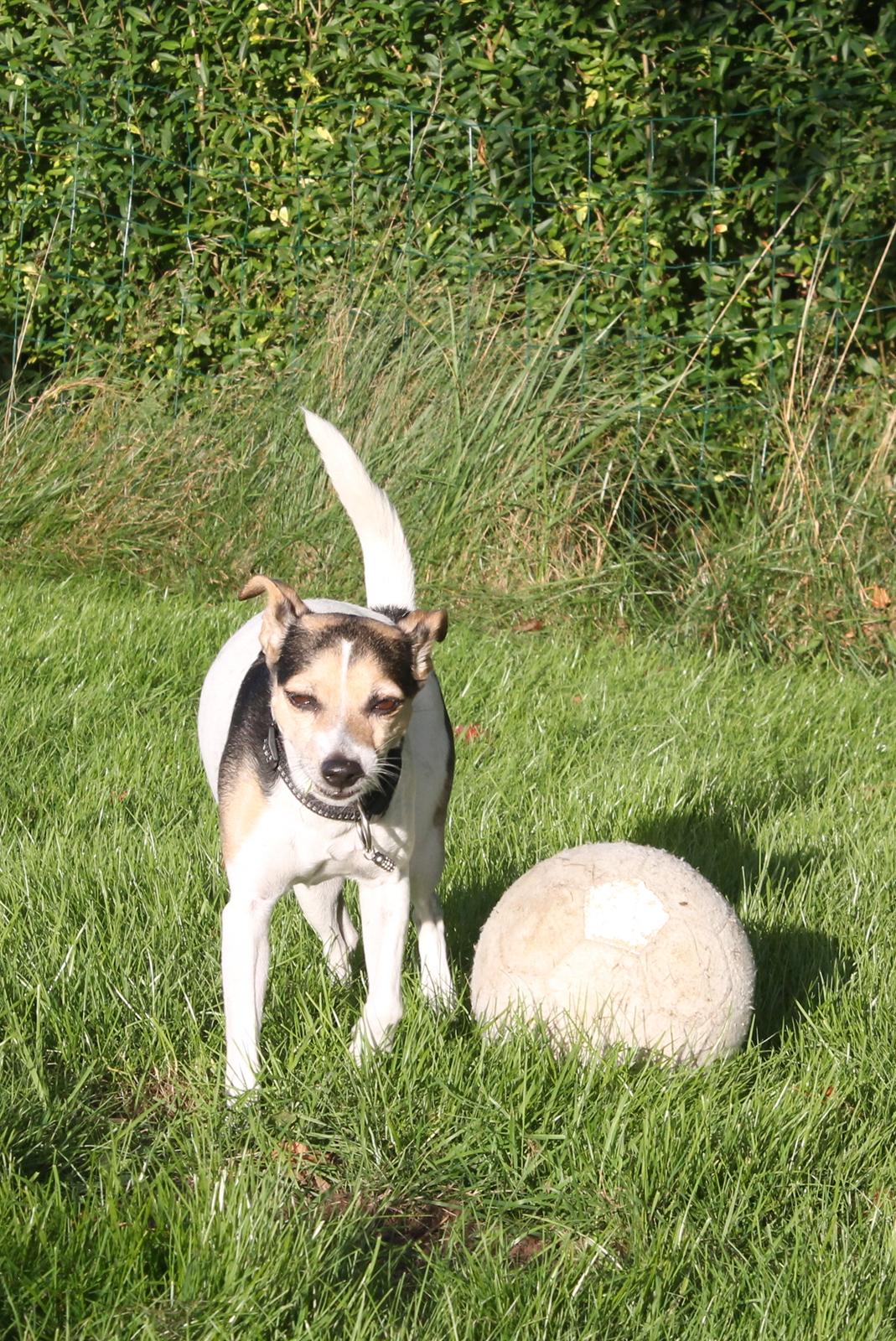 Dansk svensk gaardhund Lea  billede 7