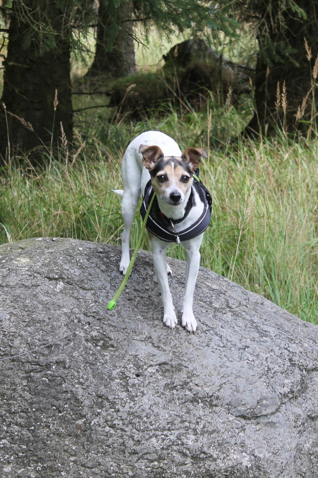 Dansk svensk gaardhund Lea  billede 10