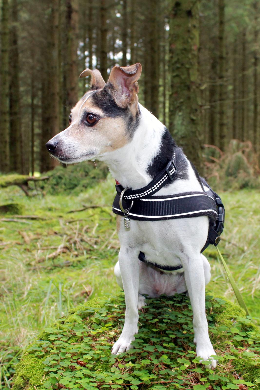 Dansk svensk gaardhund Lea  billede 11