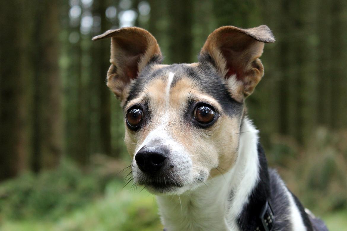 Dansk svensk gaardhund Lea  billede 12