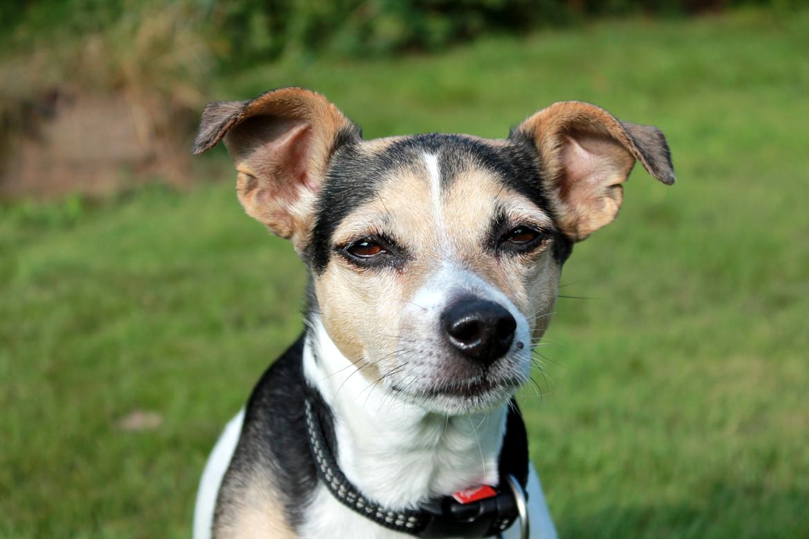 Dansk svensk gaardhund Lea  billede 15