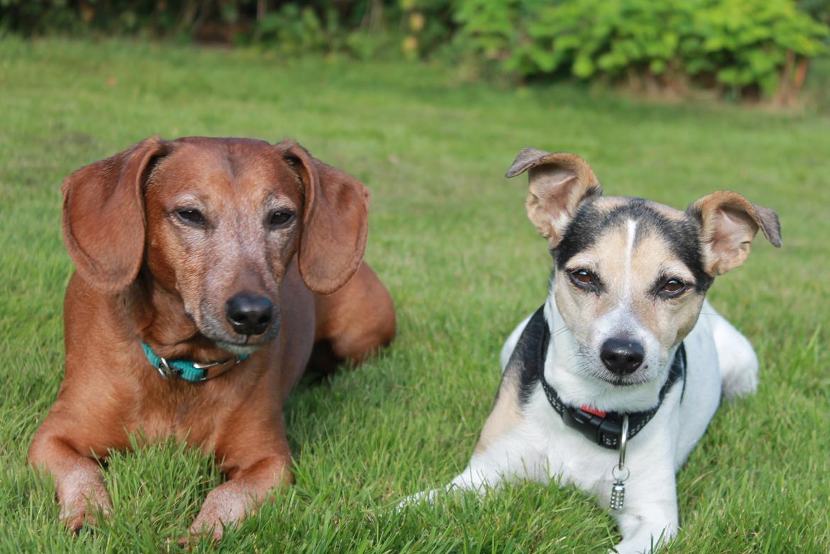 Dansk svensk gaardhund Lea  billede 13