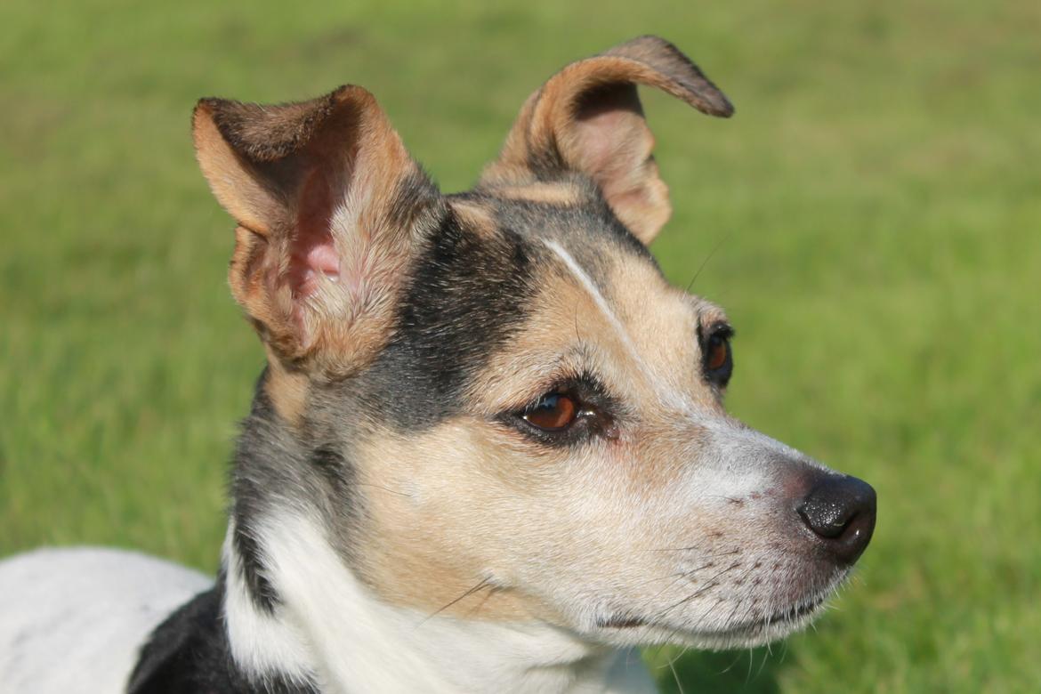 Dansk svensk gaardhund Lea  billede 17