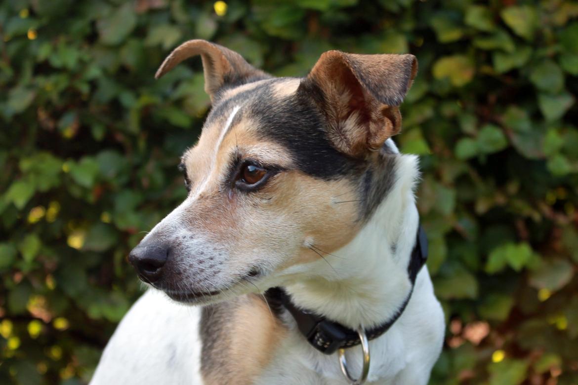 Dansk svensk gaardhund Lea  - Hej der ude  billede 1