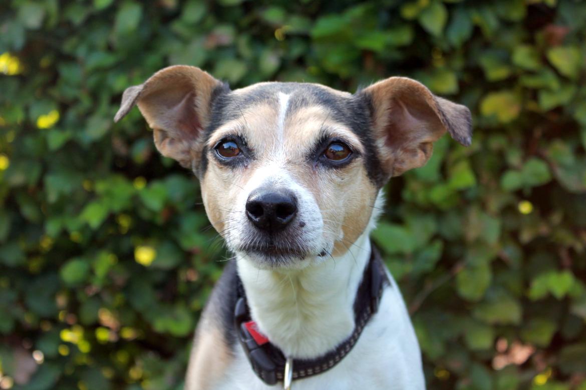 Dansk svensk gaardhund Lea  - Mange tak for besøget.. Vuf Vuf Lea billede 18
