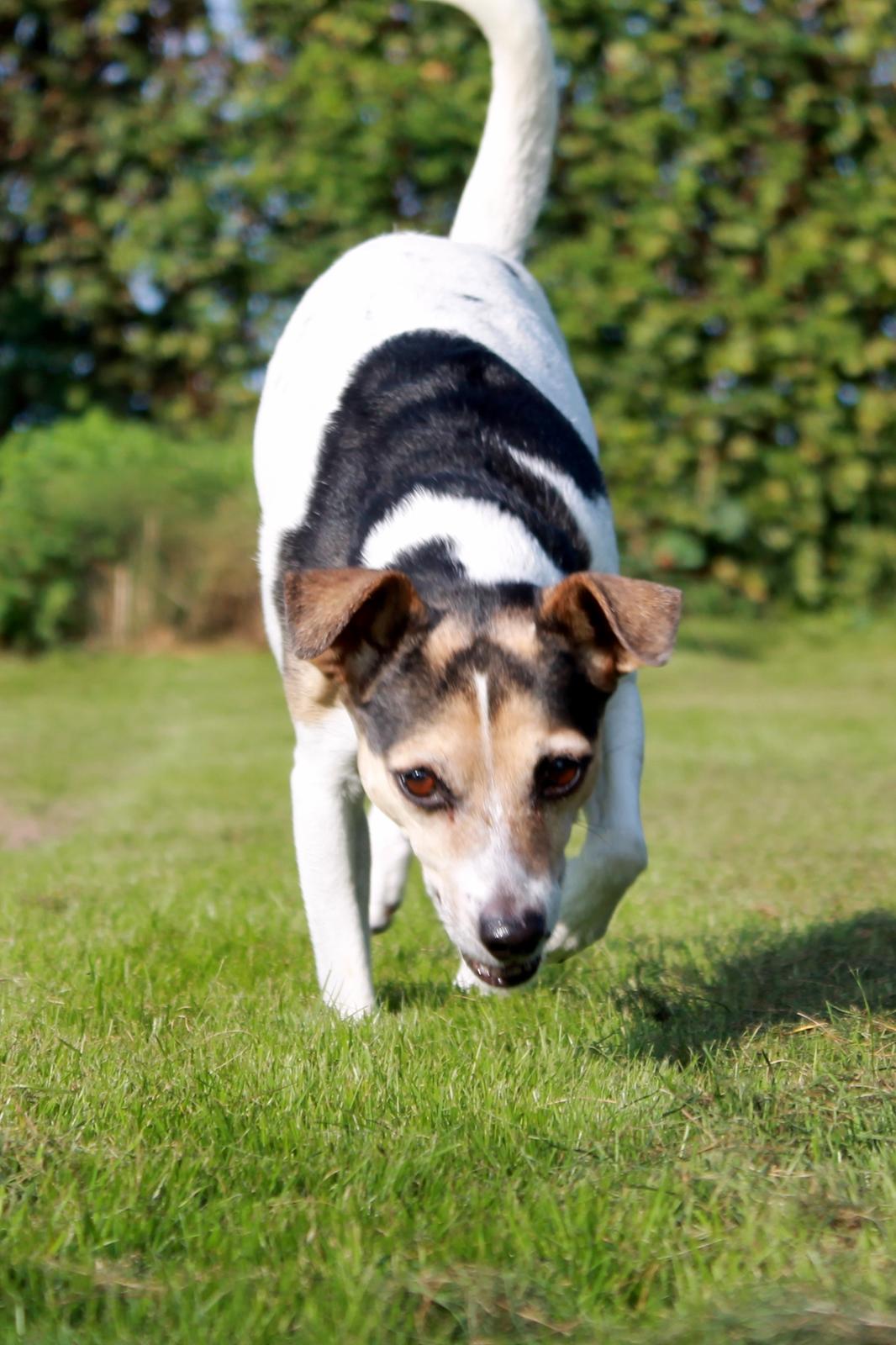 Dansk svensk gaardhund Lea  billede 14