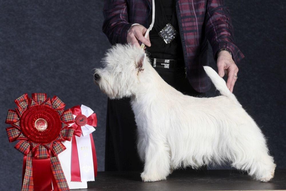 West highland white terrier omega ice billede 3