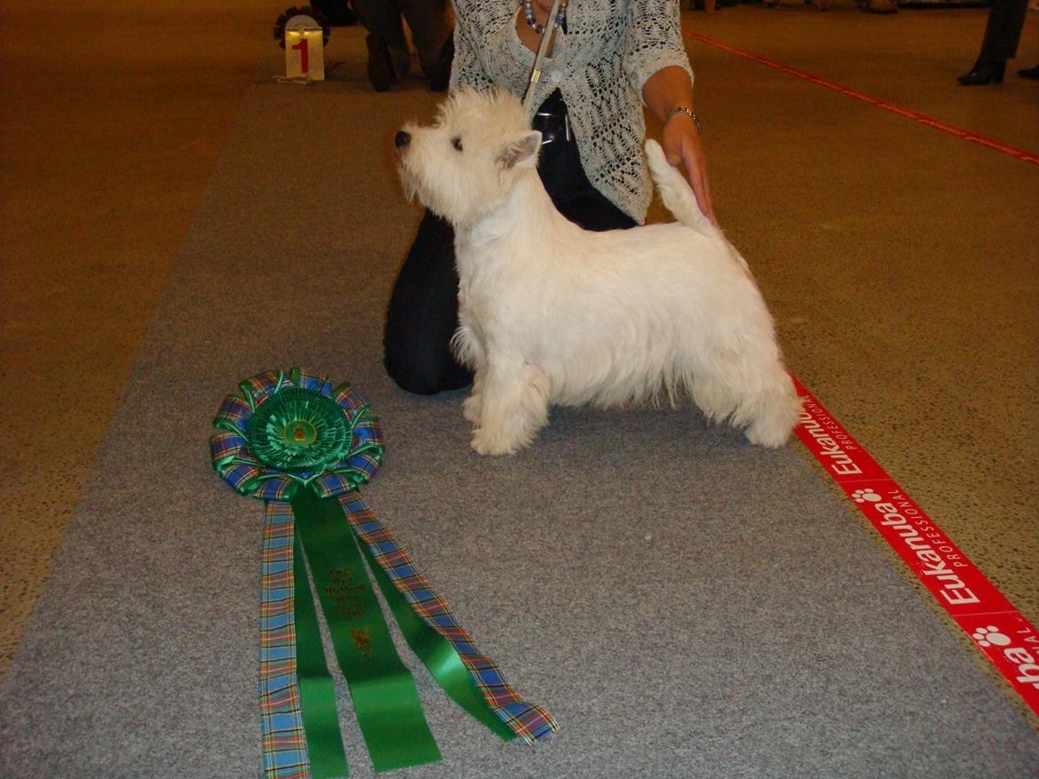 West highland white terrier omega ice billede 4