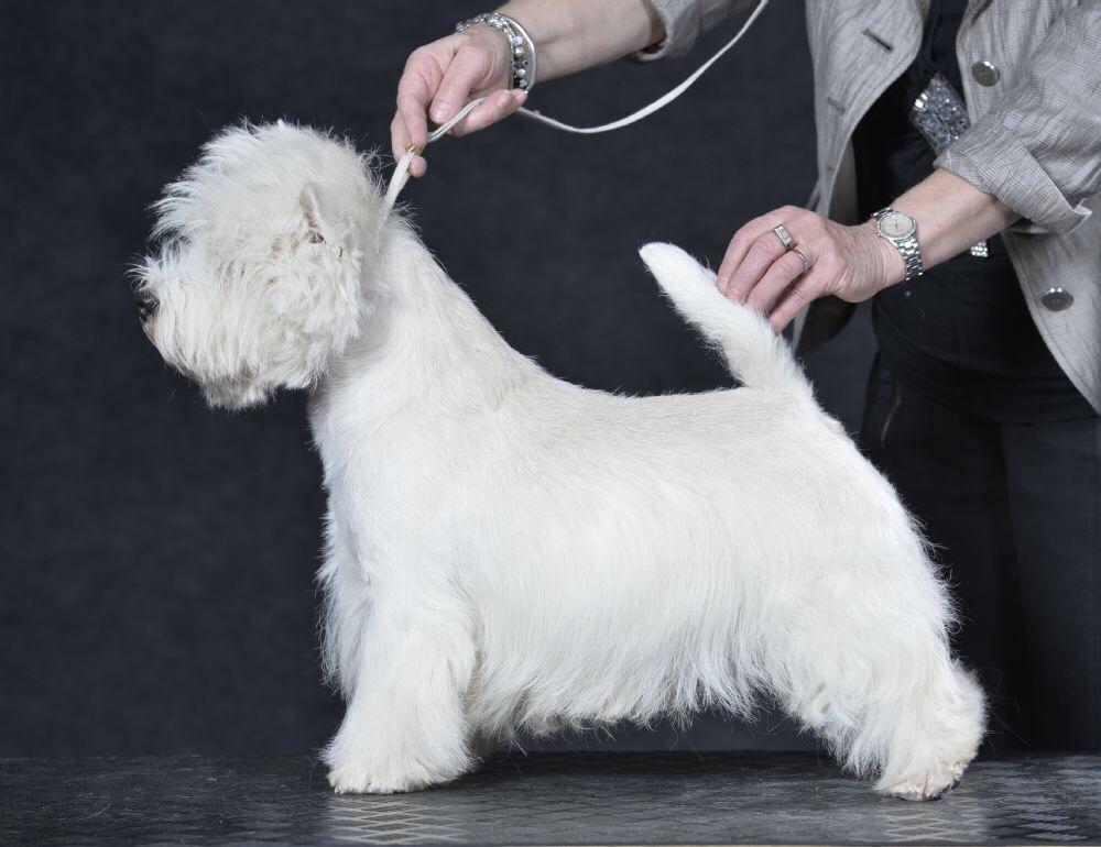 West highland white terrier omega ice billede 5