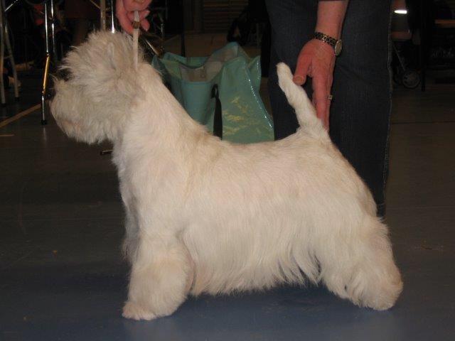 West highland white terrier omega ice billede 6