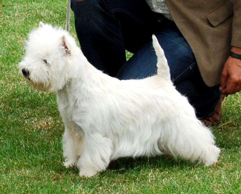 West highland white terrier omega ice billede 7