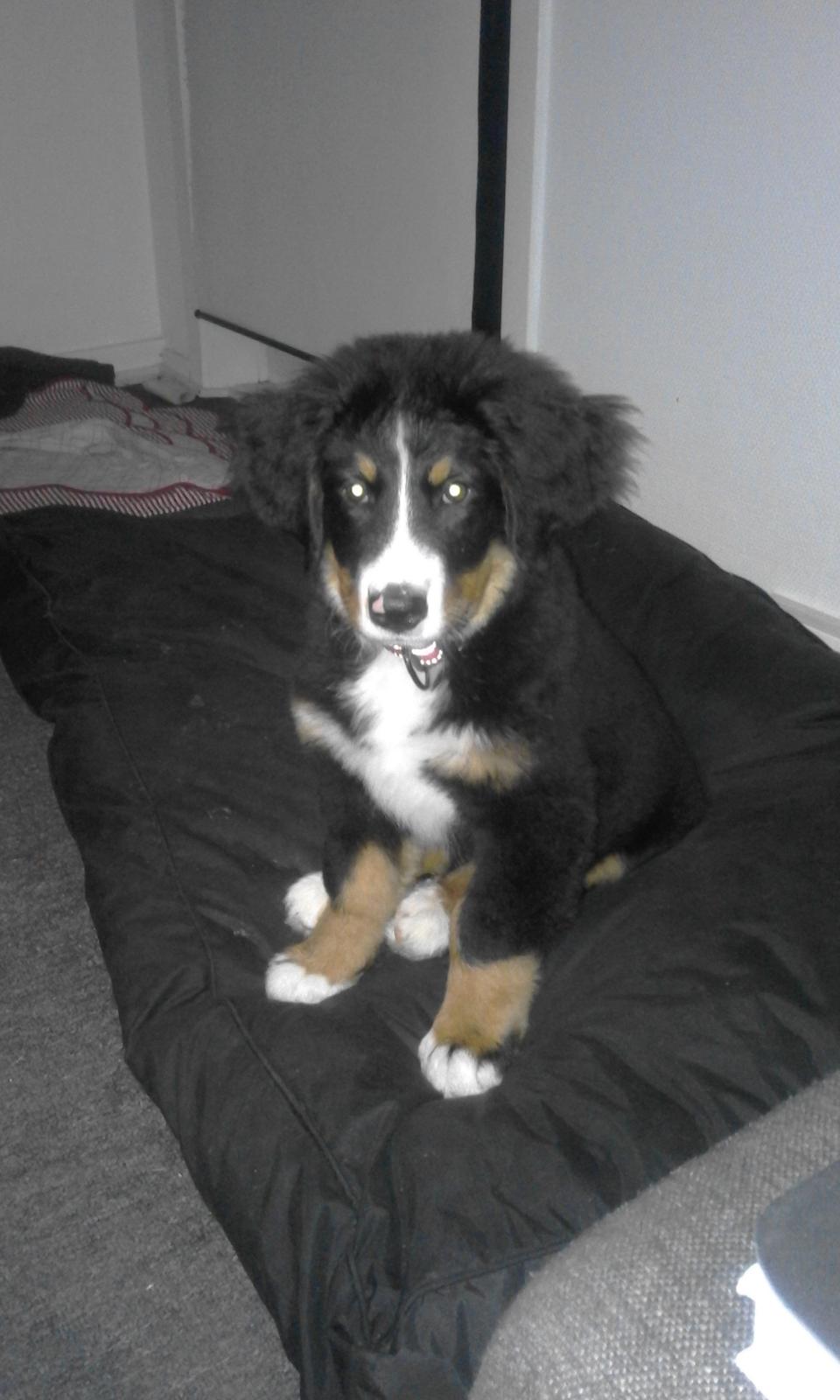 Berner sennenhund lillefix billede 33