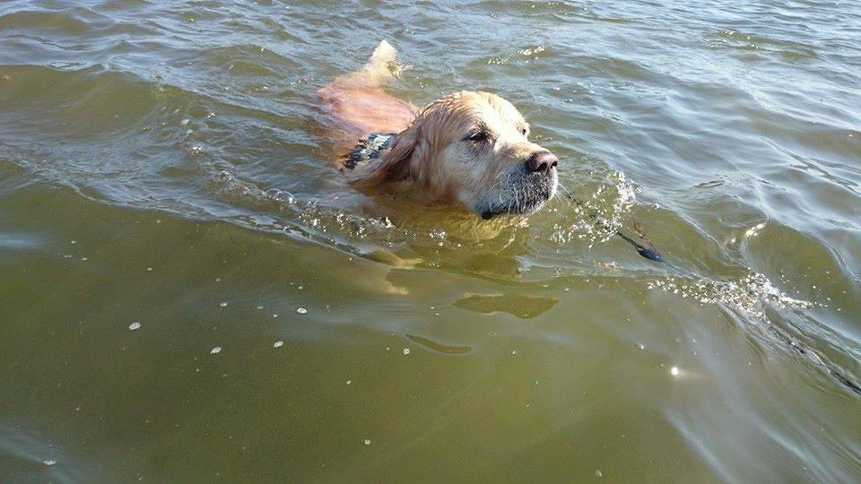 Golden retriever Sammy billede 27