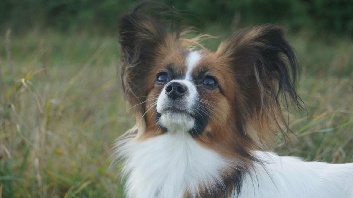 Papillon Nellie billede 45