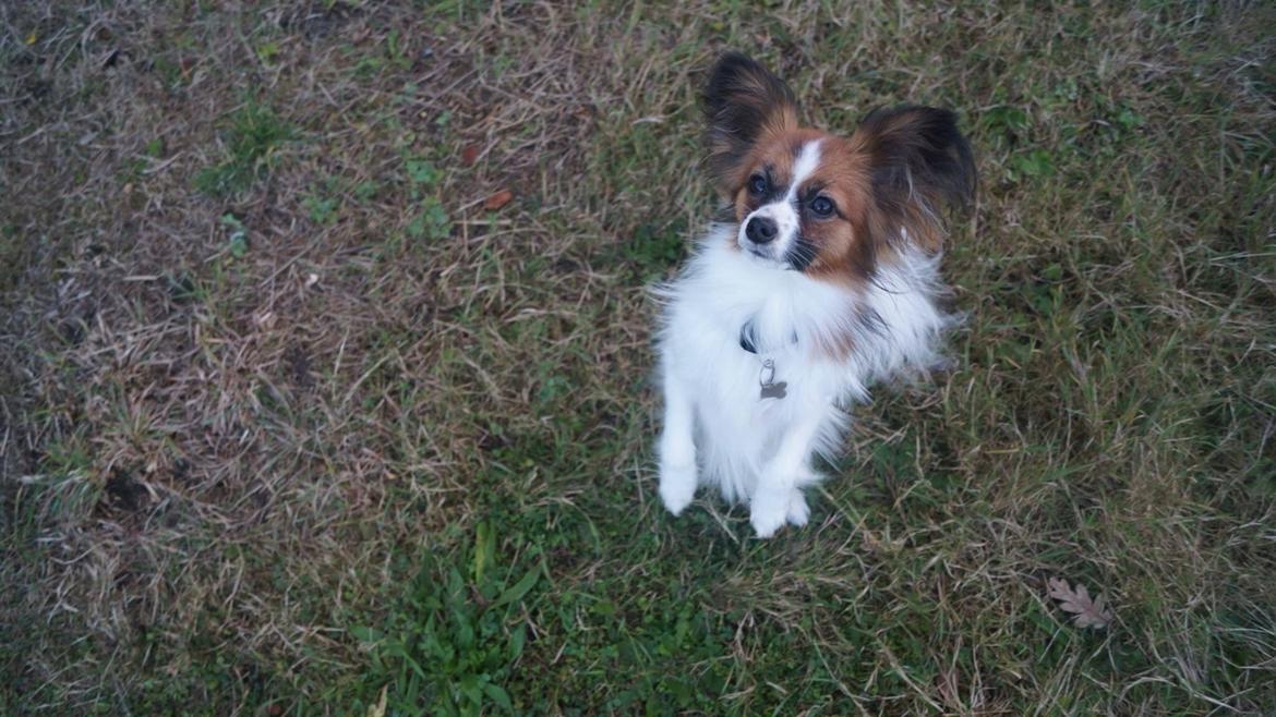 Papillon Nellie billede 46