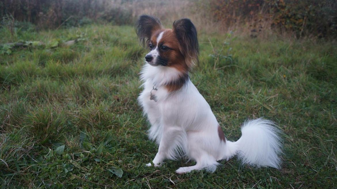 Papillon Nellie billede 47