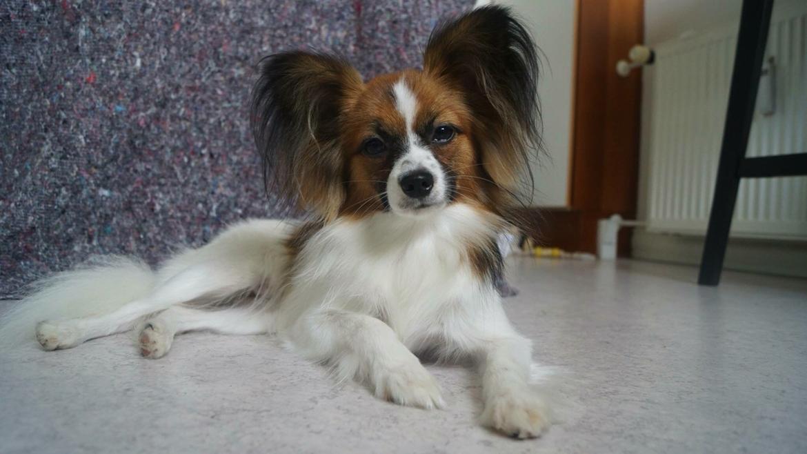 Papillon Nellie billede 2
