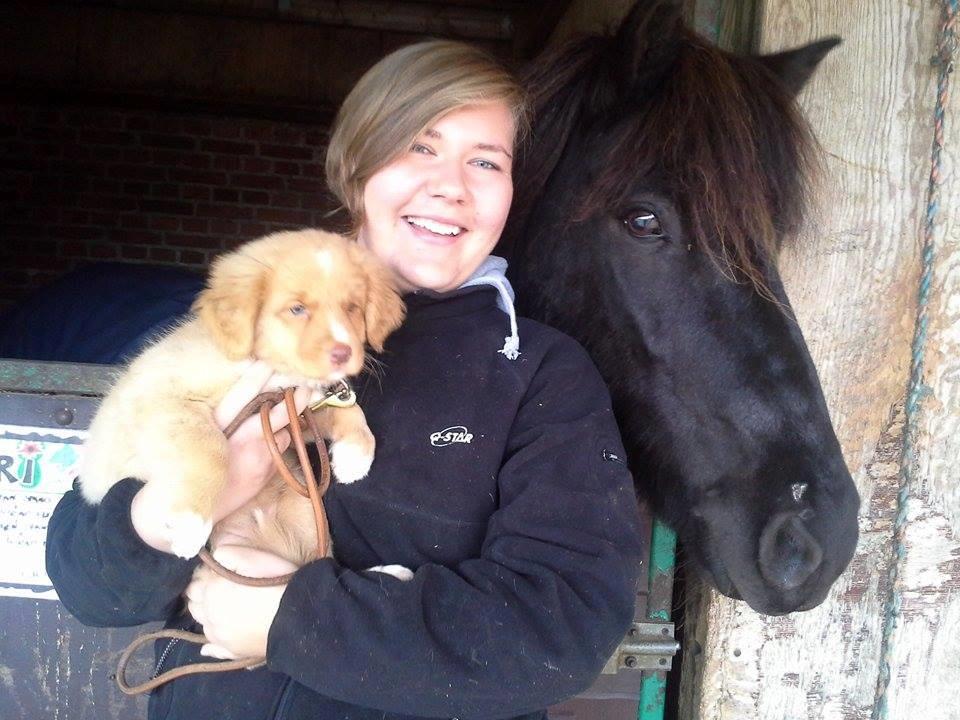 Nova scotia duck tolling retriever Springer Nova's Savanna Of Deye - Sava's første møde med en hest. det er min part Stari. 13/10 2016 billede 17