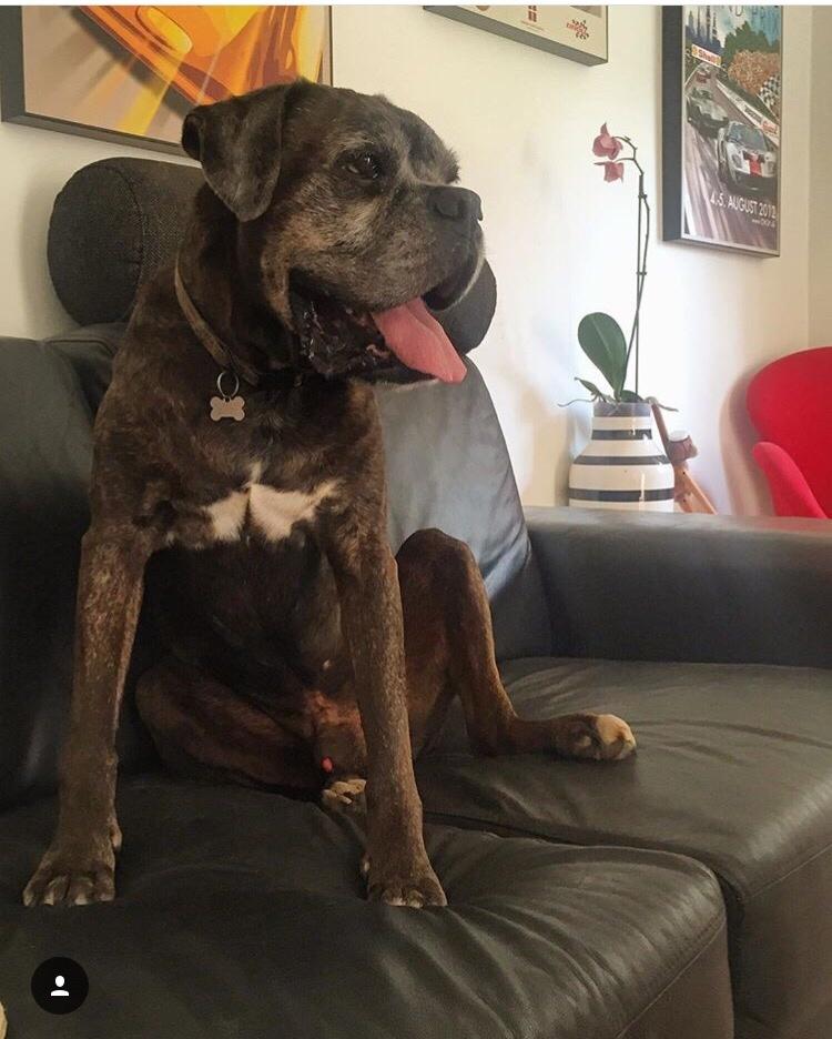 Boxer tyson billede 24