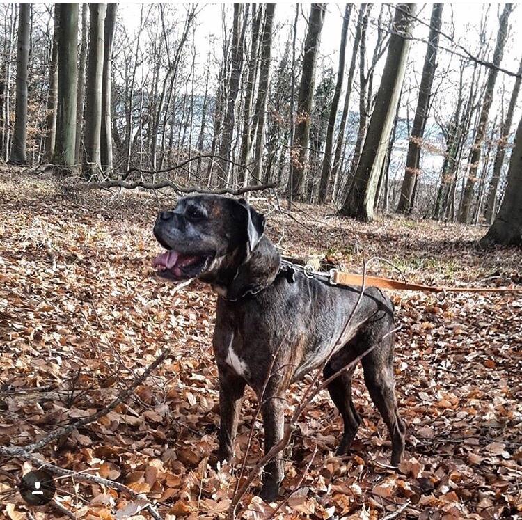 Boxer tyson billede 23