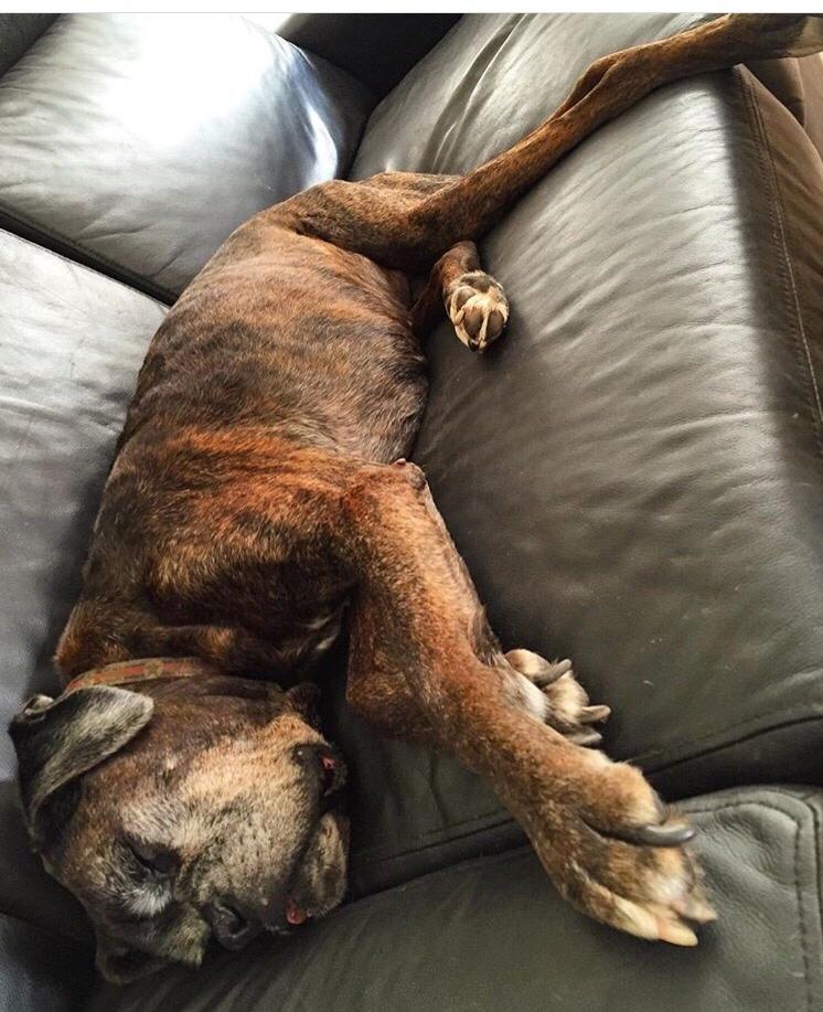 Boxer tyson billede 25