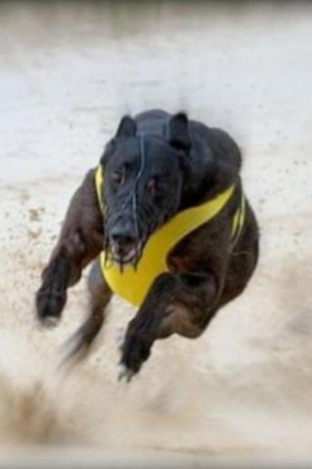 Greyhound Pesoto billede 1