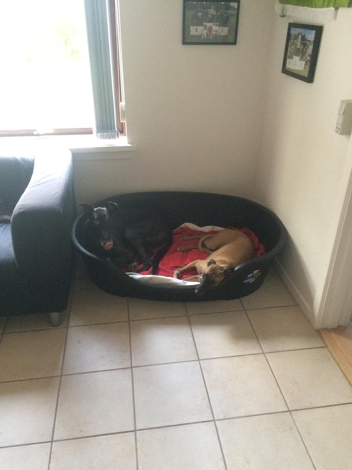 Greyhound Pesoto billede 2