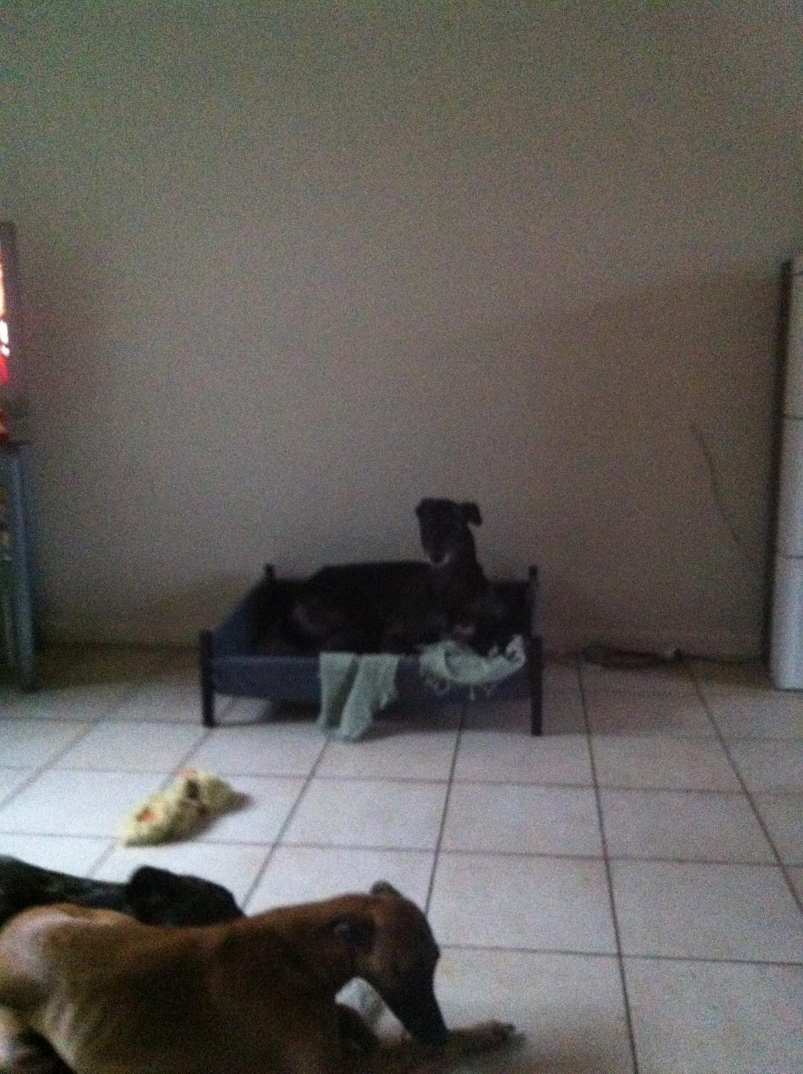 Greyhound Pesoto billede 3