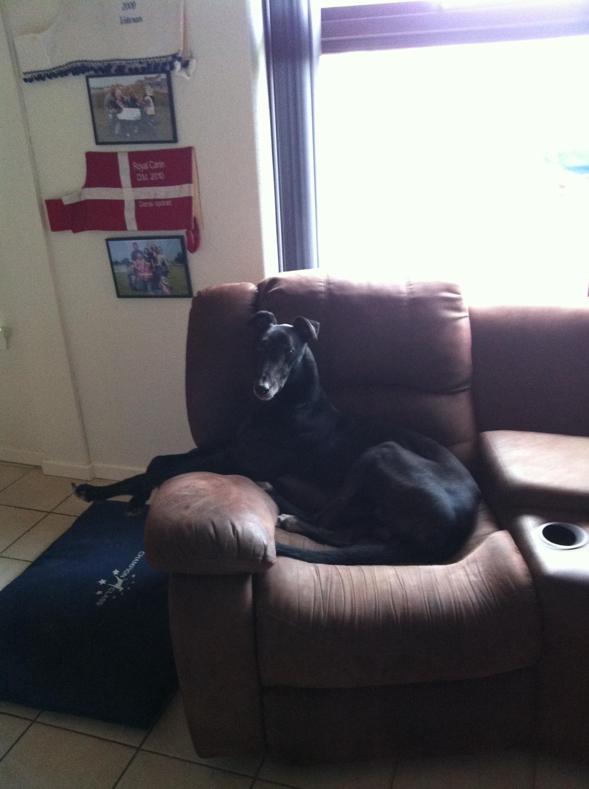 Greyhound Pesoto billede 4