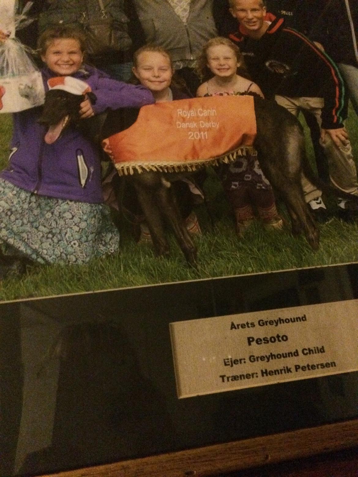 Greyhound Pesoto billede 5