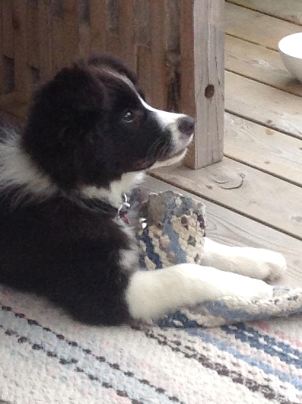 Border collie Selma billede 2