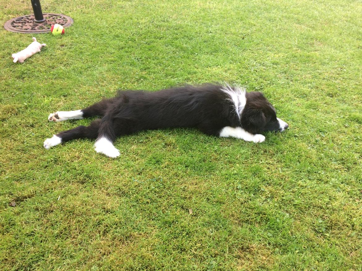 Border collie Selma billede 3
