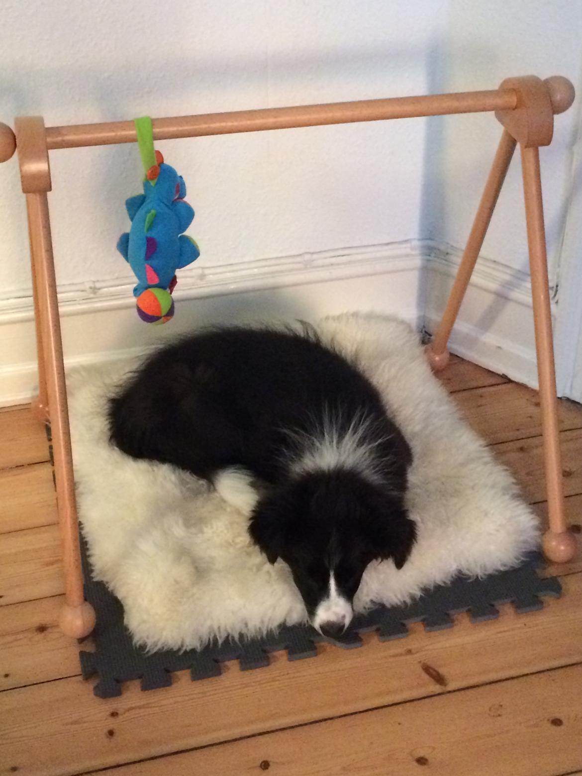 Border collie Selma billede 4