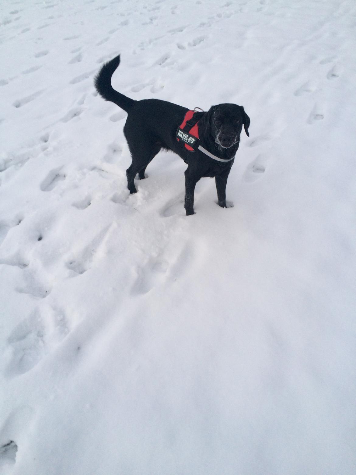 Labrador retriever sasja billede 19