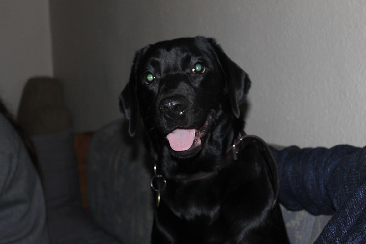 Labrador retriever sasja billede 20