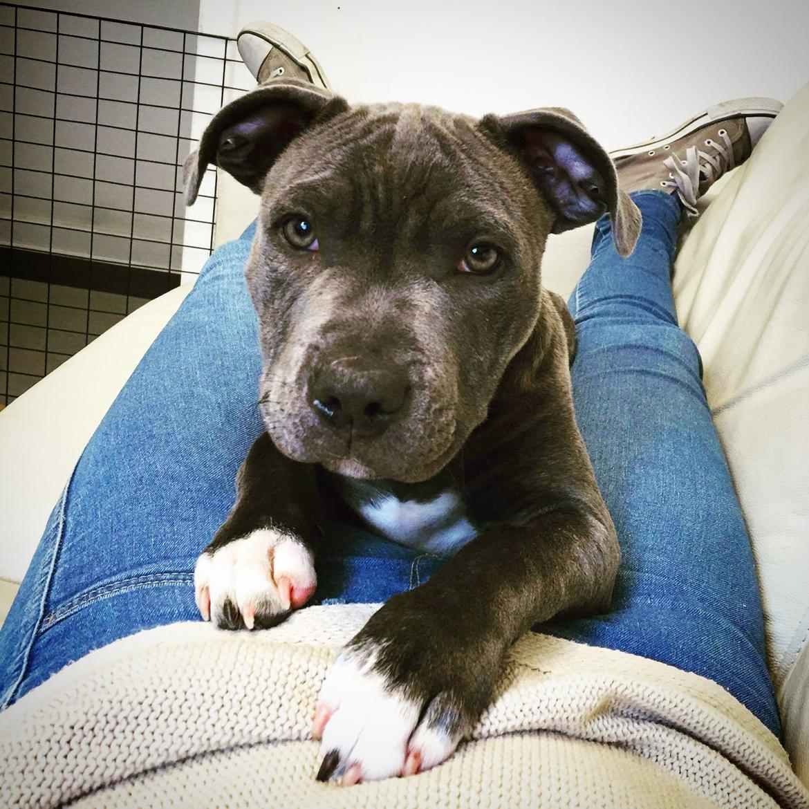 Staffordshire bull terrier Anton billede 7