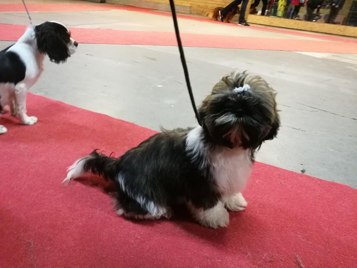 Shih tzu Perle "fra Mønsted's hunde" billede 10