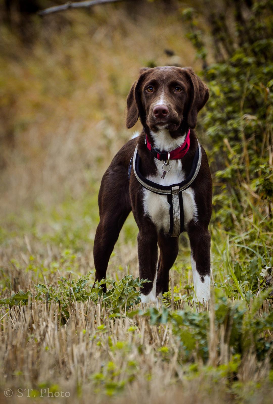 Blanding af racer Nellie billede 8