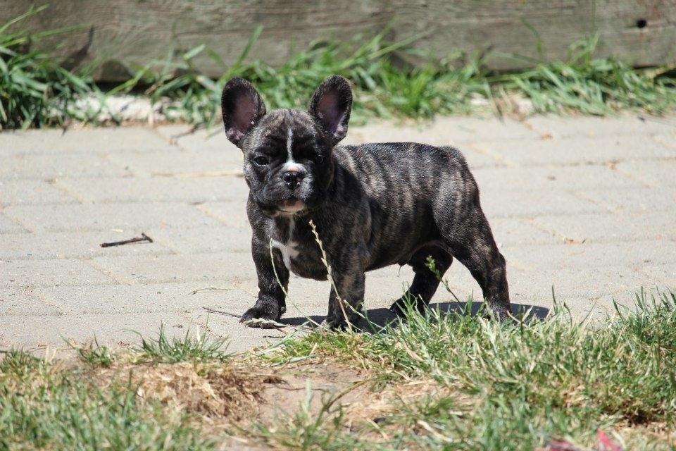 Fransk bulldog Elton (PERRO PELEA CORDOBES BULL'S ELTON) billede 7