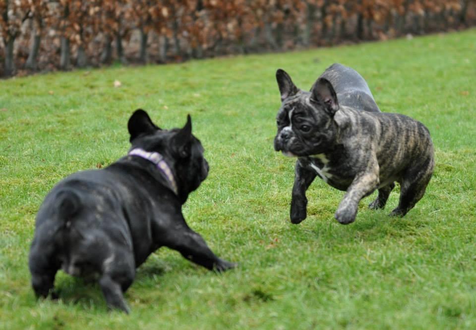 Fransk bulldog Elton (PERRO PELEA CORDOBES BULL'S ELTON) billede 9