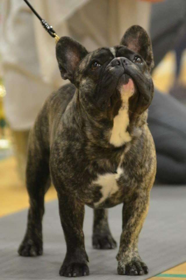 Fransk bulldog Elton (PERRO PELEA CORDOBES BULL'S ELTON) billede 12