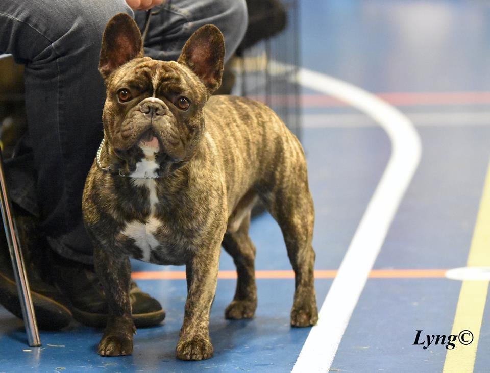 Fransk bulldog Elton (PERRO PELEA CORDOBES BULL'S ELTON) billede 14