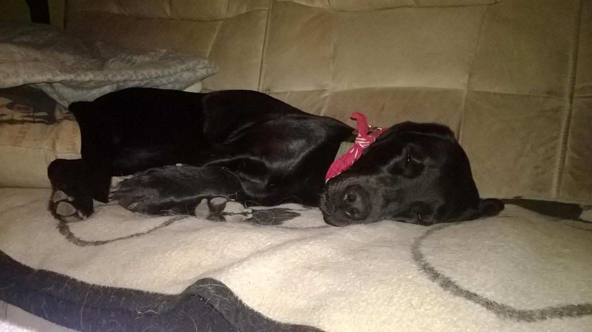 Labrador retriever † Sif †  - sov godt. <3 taget 17-10-2016 billede 49