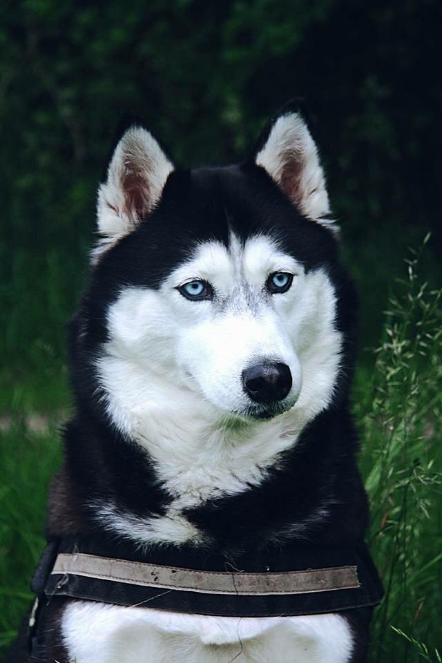 Siberian husky Zika billede 2