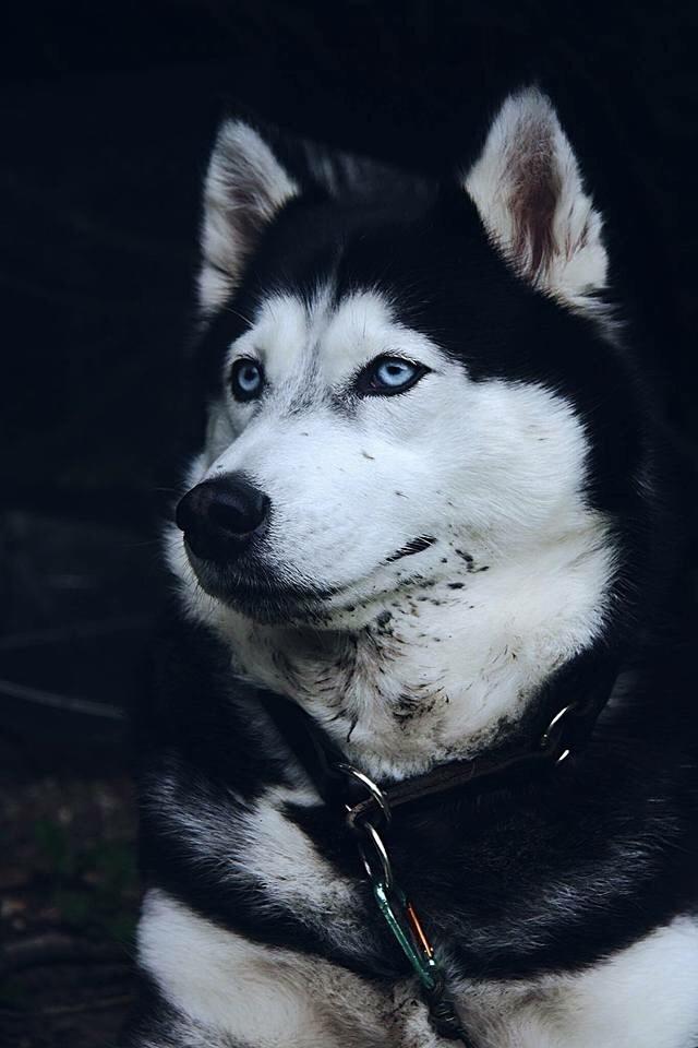 Siberian husky Zika billede 3