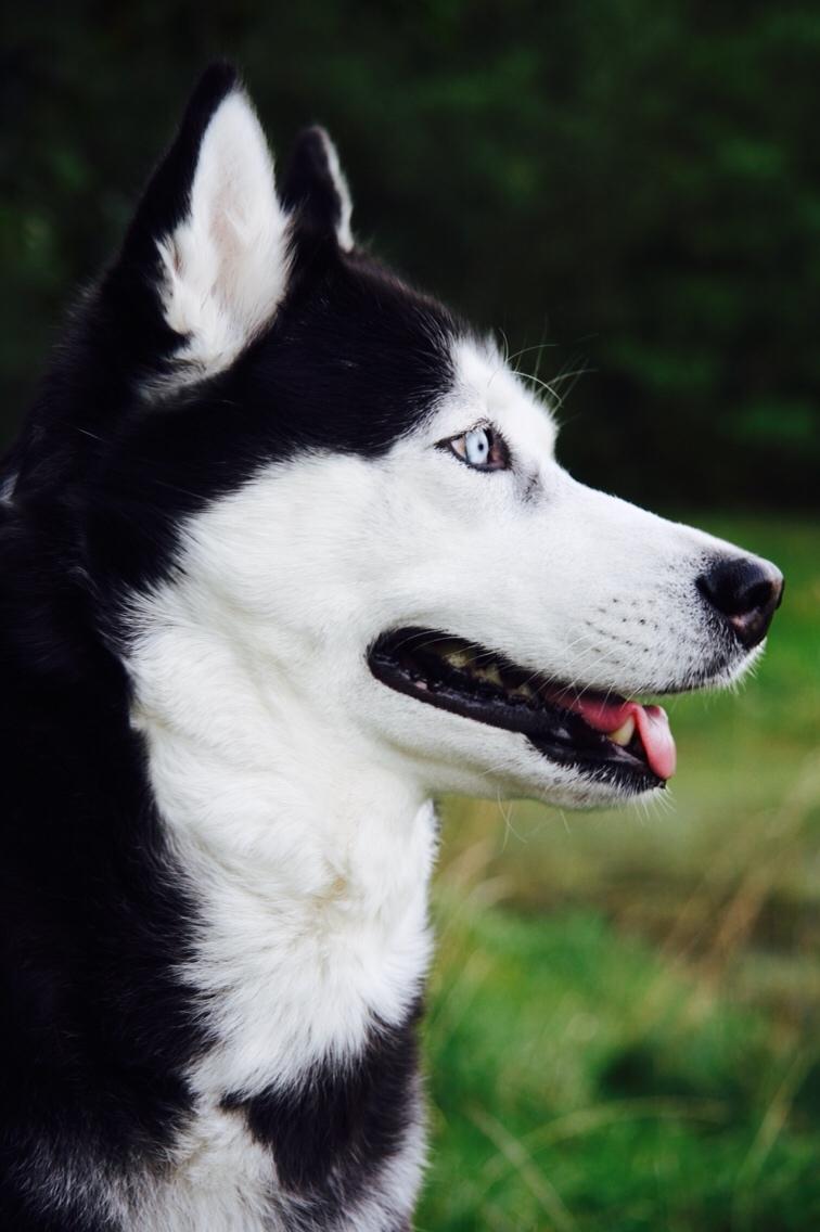 Siberian husky Zika billede 4