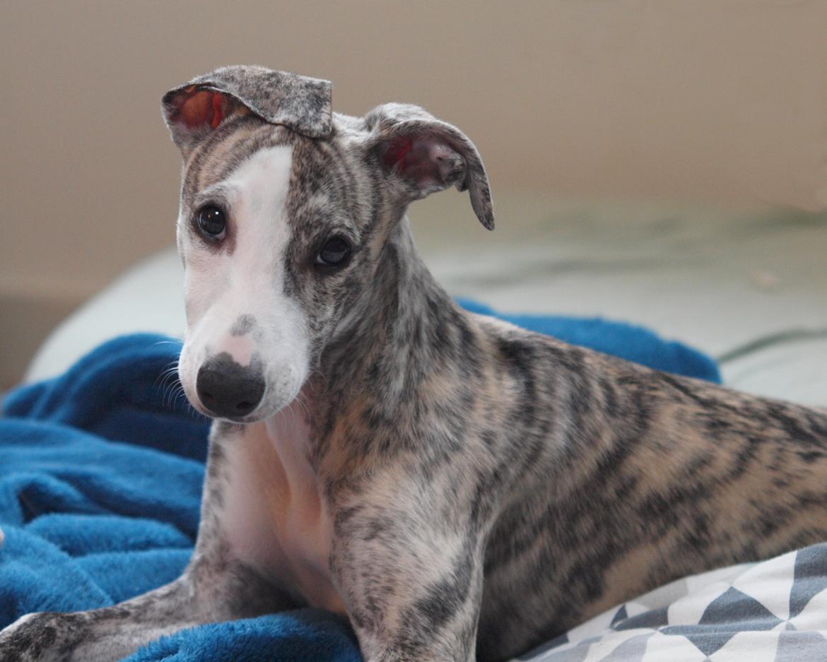 Whippet Bianchi - 17/10-2016, 12½ uge billede 11