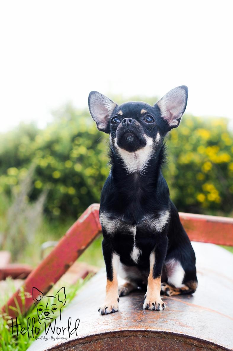 Chihuahua CH. Hello World Some Assembly Required "Saga" billede 8
