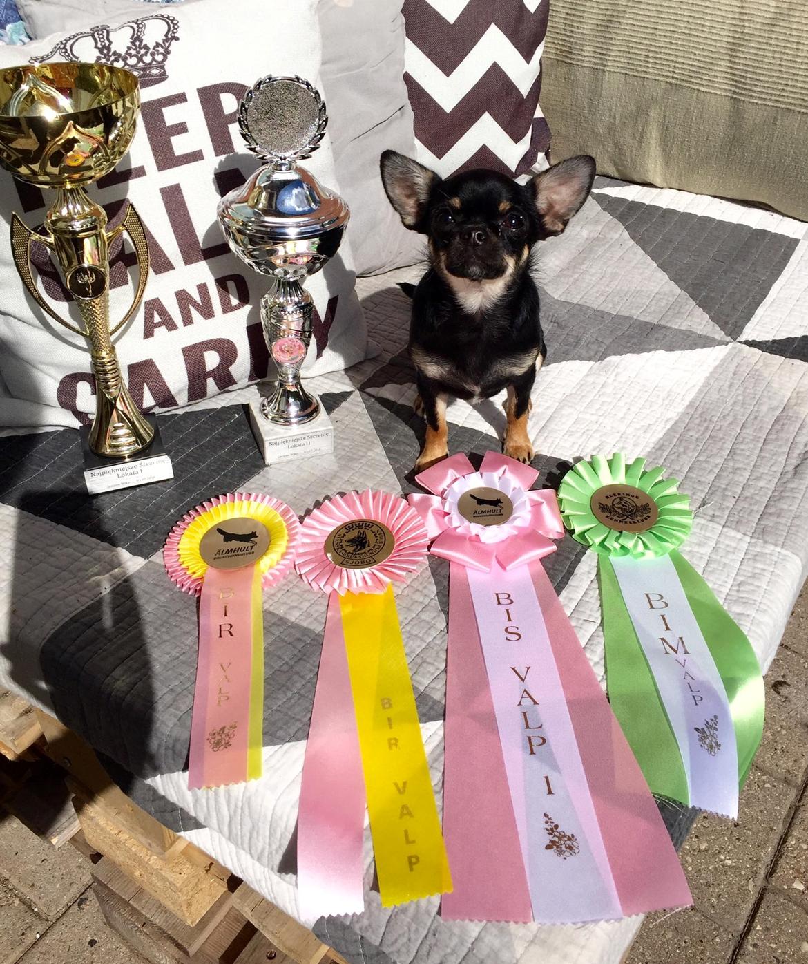 Chihuahua CH. Hello World Some Assembly Required "Saga" billede 1