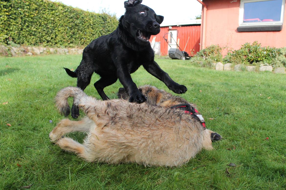 Labrador retriever Enya - Enyas 1. legedate hjemme hos os. 1/10-16 billede 11